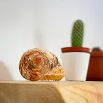 Δωμάτια σε οικογενειακή κατοικία Coliving Together Gargano